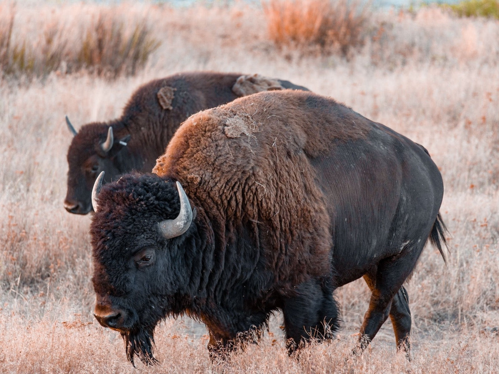 What's the difference?: Bison vs. buffalo