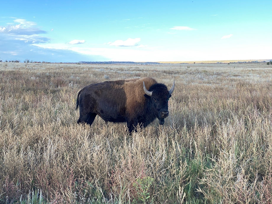 Bison Belly Boat